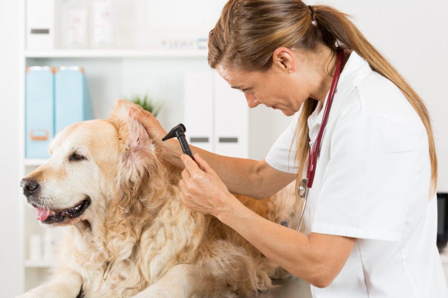 Dog Hearing Loss After Ear Infection: Causes and Solutions