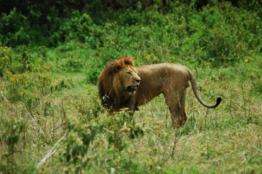 6 Day Safari to Serengeti and Ngorongoro