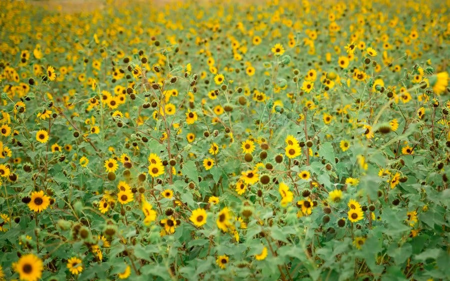 A field of thousands of sunflowers representing being a cultivator of ideas
