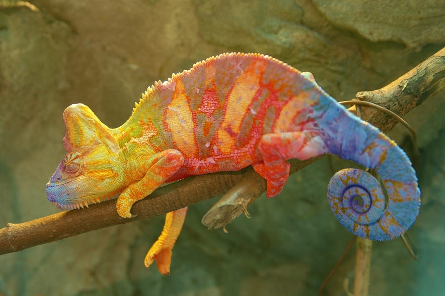 photo of a chameleon, coloured yellow, red and blue, laying on a stick.