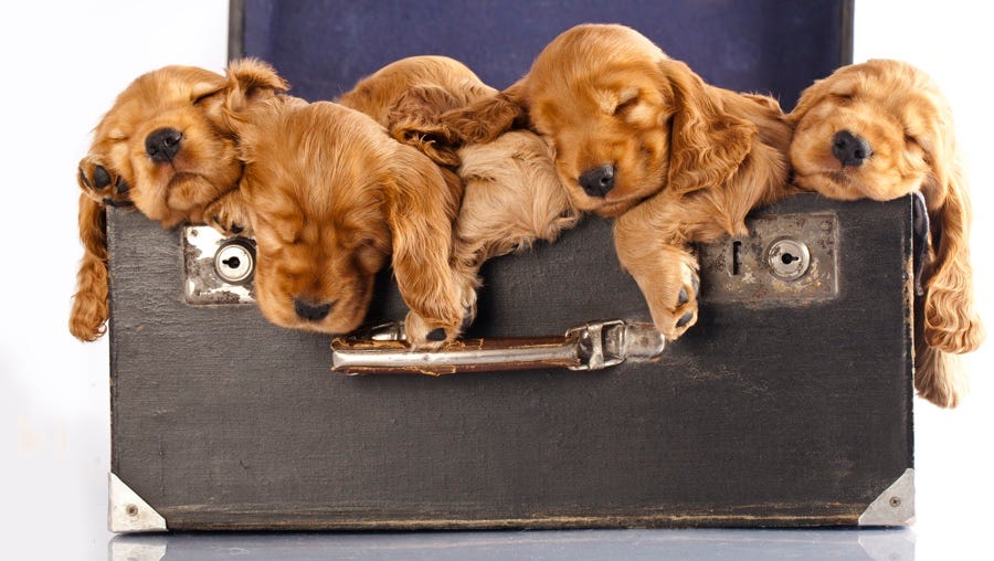 An older wooden suitcase is open with four puppies sleeping, resting their heads on the edge.