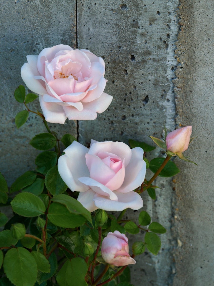 a couple of pink roses that are by a wall, new dawn rose.