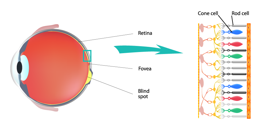 A simplified scheme of the eye.