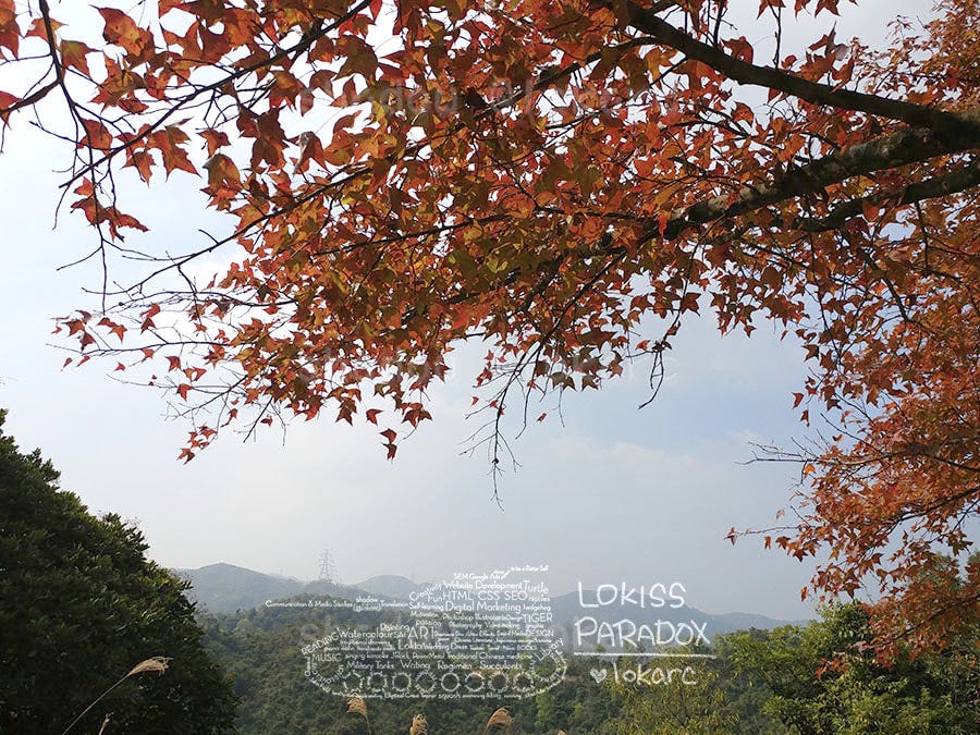 Tai Tong Sweet Gum Woods | LOKISS PARADOX