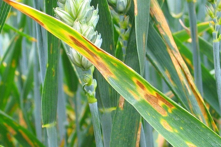 Zymoseptoria tritici on wheat.