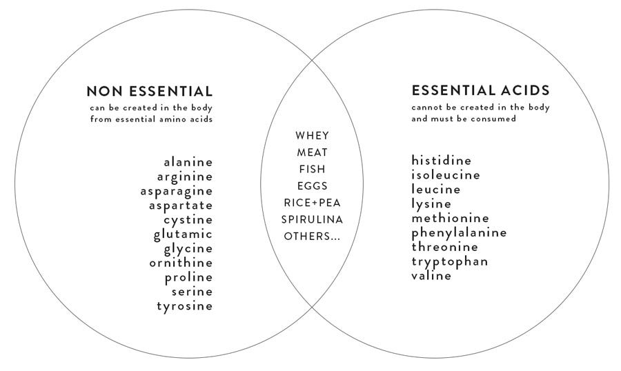 essential--non-essential-amino-acids
