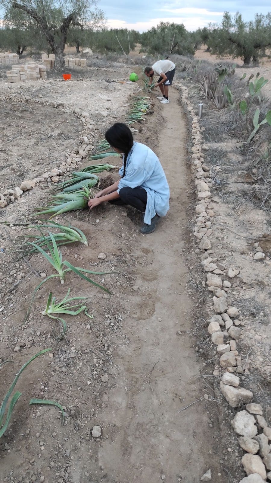 Workawayers making pathways in the olive orchards to help transform it into food forest