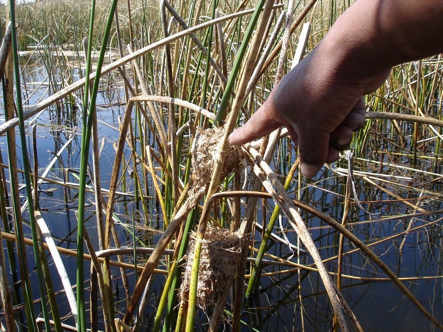 La altura de los nidos de pájaro en el lago Tititicaca indica el nivel de inundación.