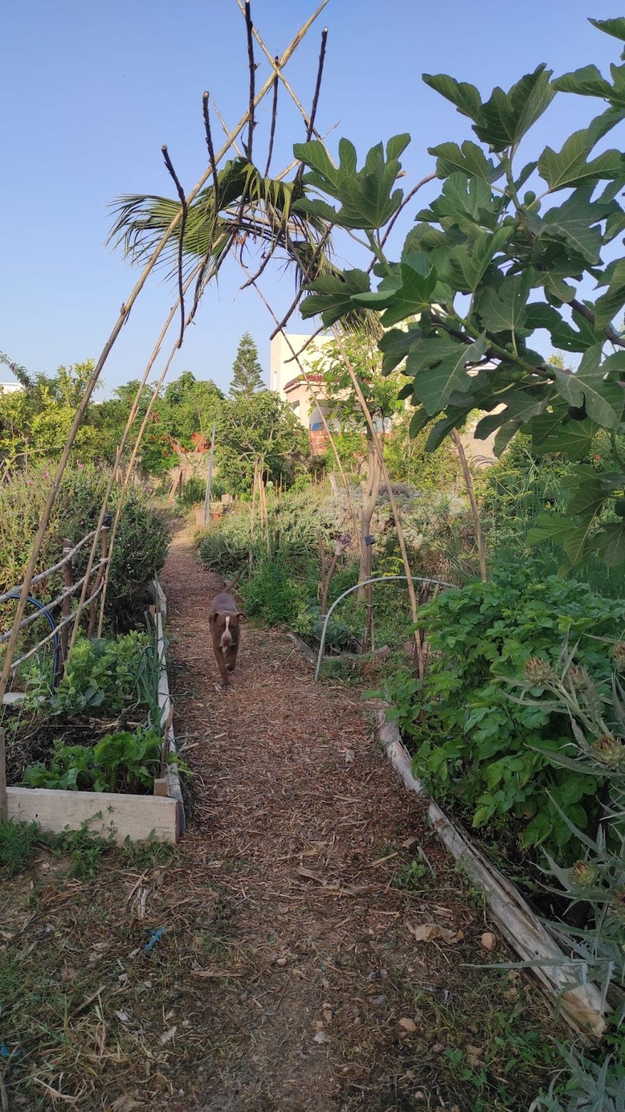 In our garden at dar emmima, we use like to use woodships and some times sea weed to mulch our pathways