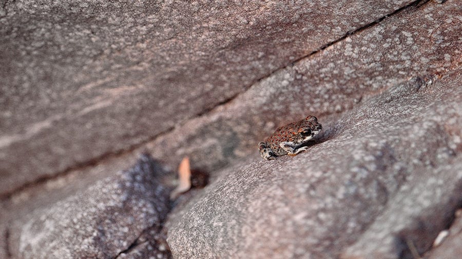 Tabor Canyon Frog