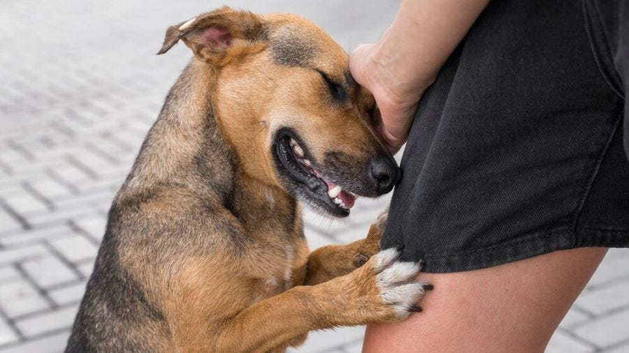 Can a Groomer Sue You If Your Dog Bites Them: Legal Insights