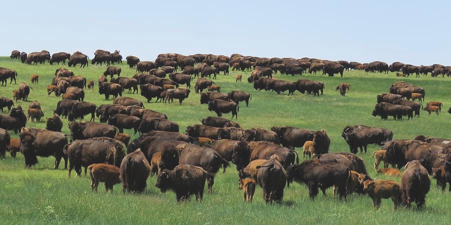 Western Kansas Buffalo Herd Photograph by Keith Stokes