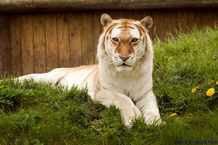 Golden tiger with lighter shade of yellow; important for golden tiger upsc knowledge as well