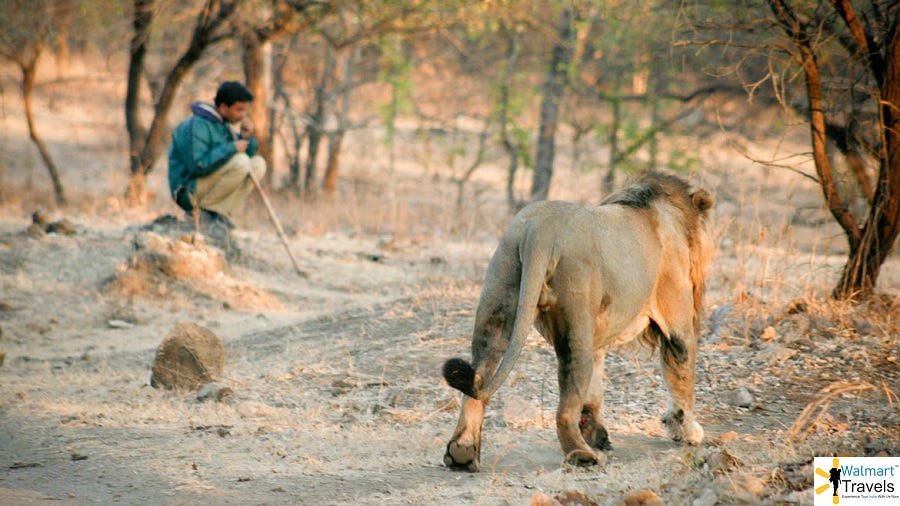 Gir National Park