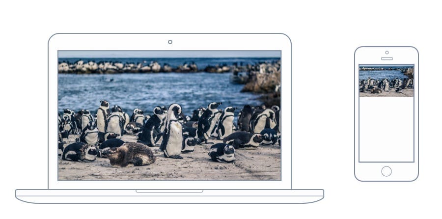 Penguins on a beach