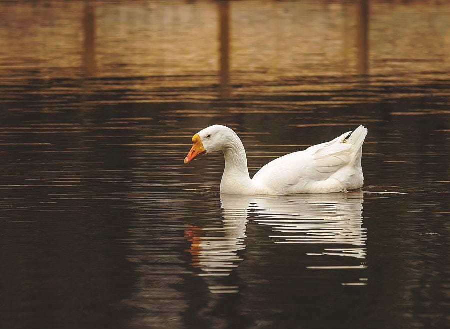 Lovely white goose in a pond. Photo credit Keith Smith — https://fineartamerica.com/profiles/11-keith-smith