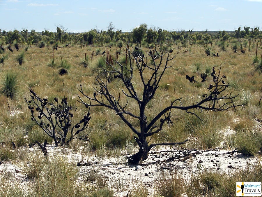 Flora Of Desert National Park Jaisalmer