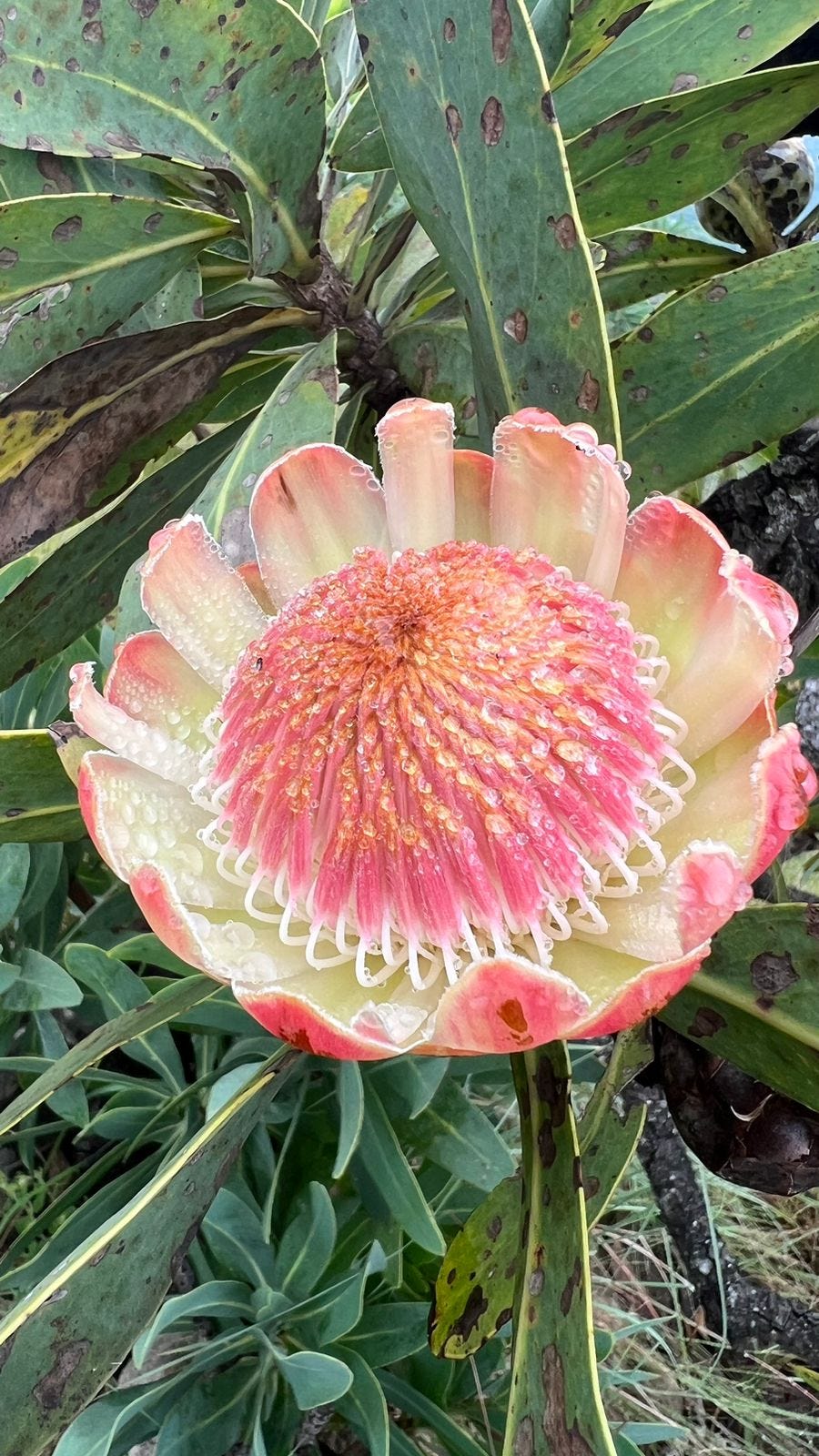 A close-up of a large pink and yellow Protea with dark green leaves in the background