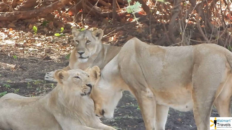 Gir National Park