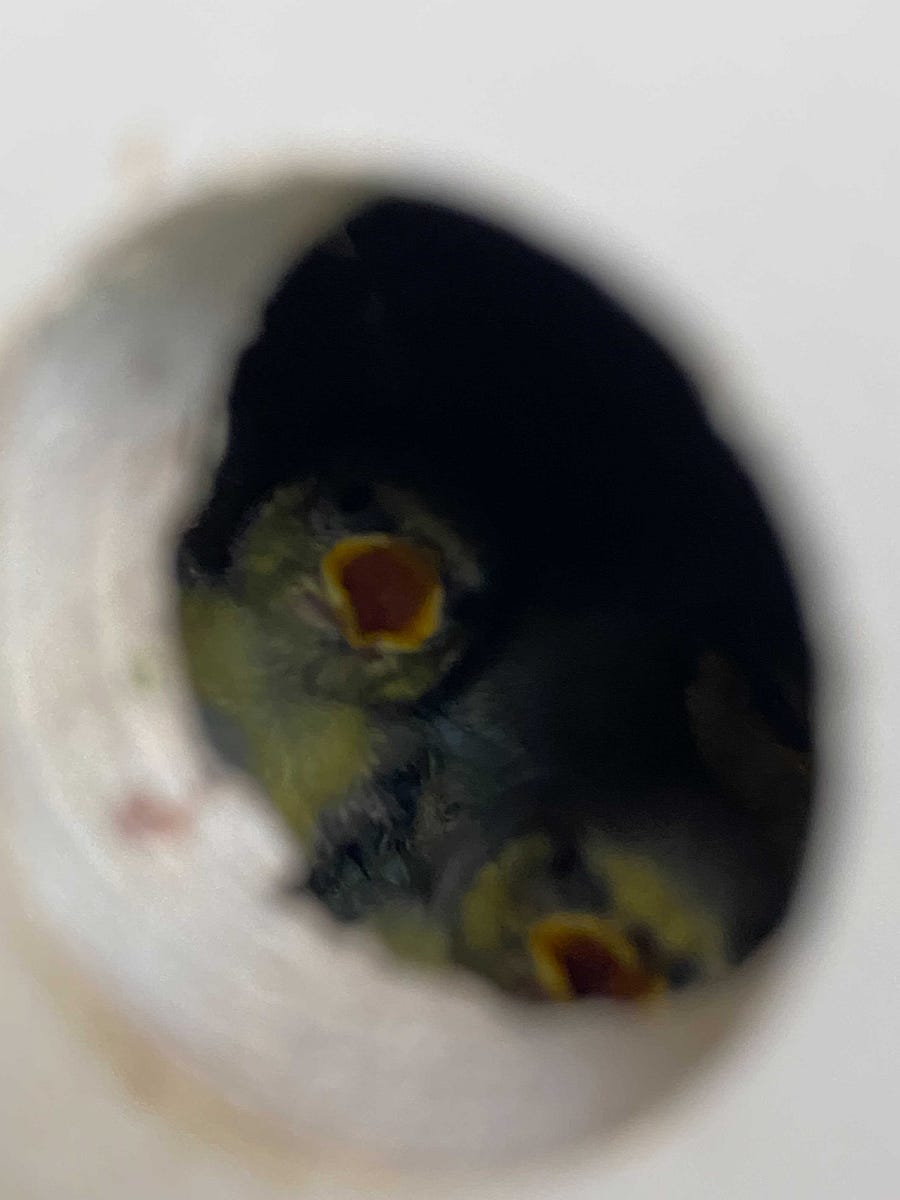 Chanelle and Beth teamed up again to host our monthly design forum this week, in which they talked about their...