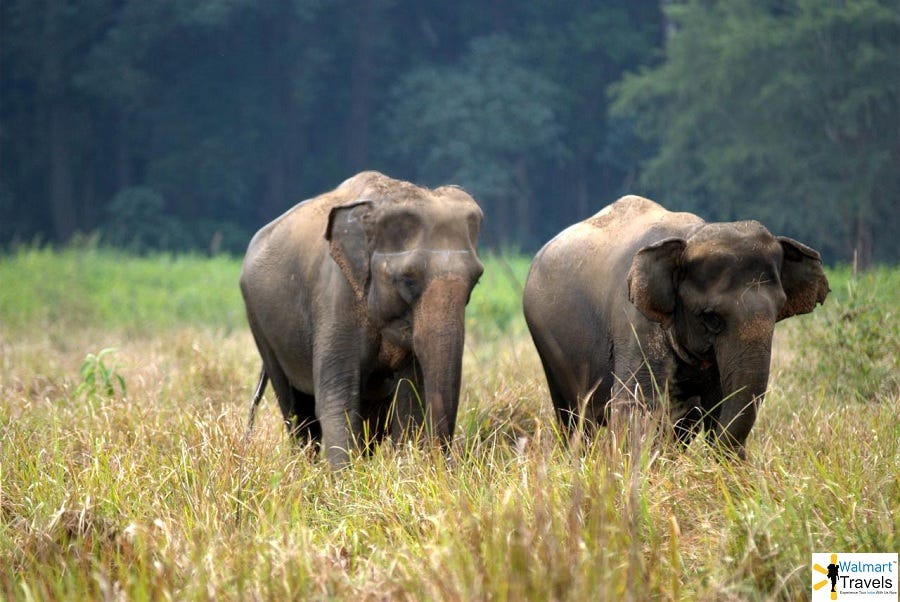 Animal Is Famous In Gir National Park