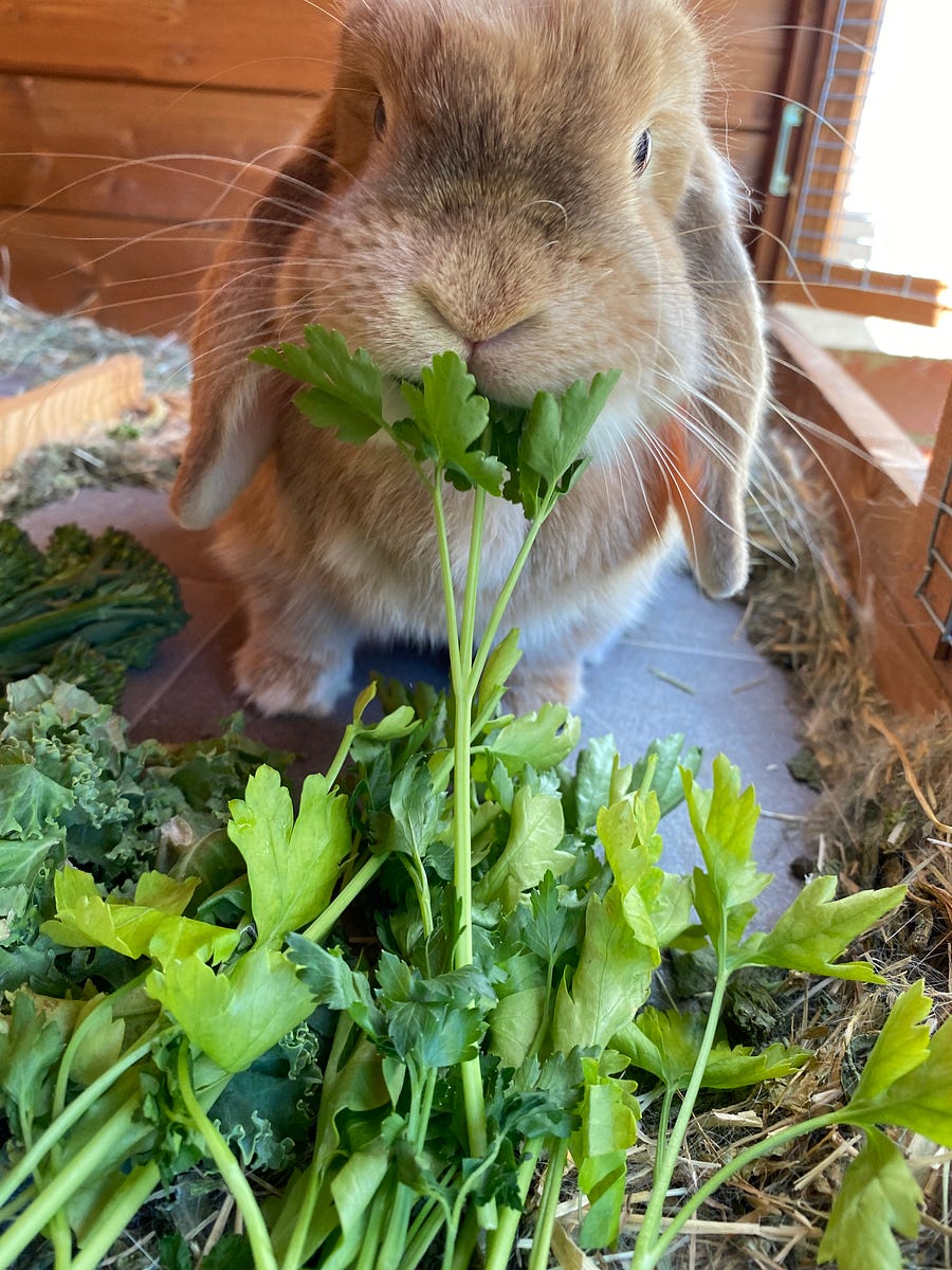 did a garden photoshoot with our pets, before the last sunny day of June was gone for good š