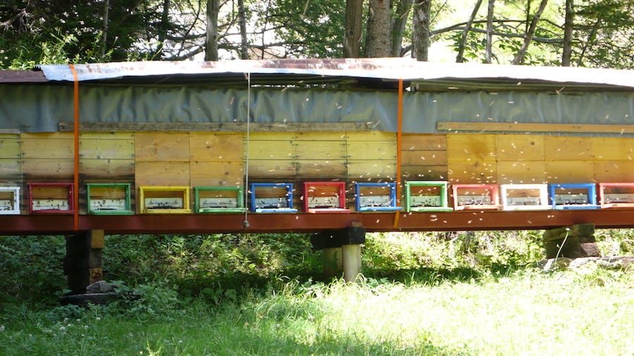 a horizontal row of brightly colored bee boxes in the sunshine and bees flying about