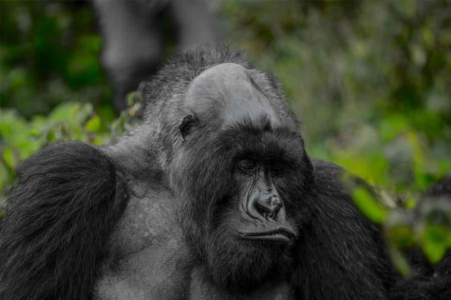 Big Ben the Bald Mountain Gorilla. Photo By Eric Manzi