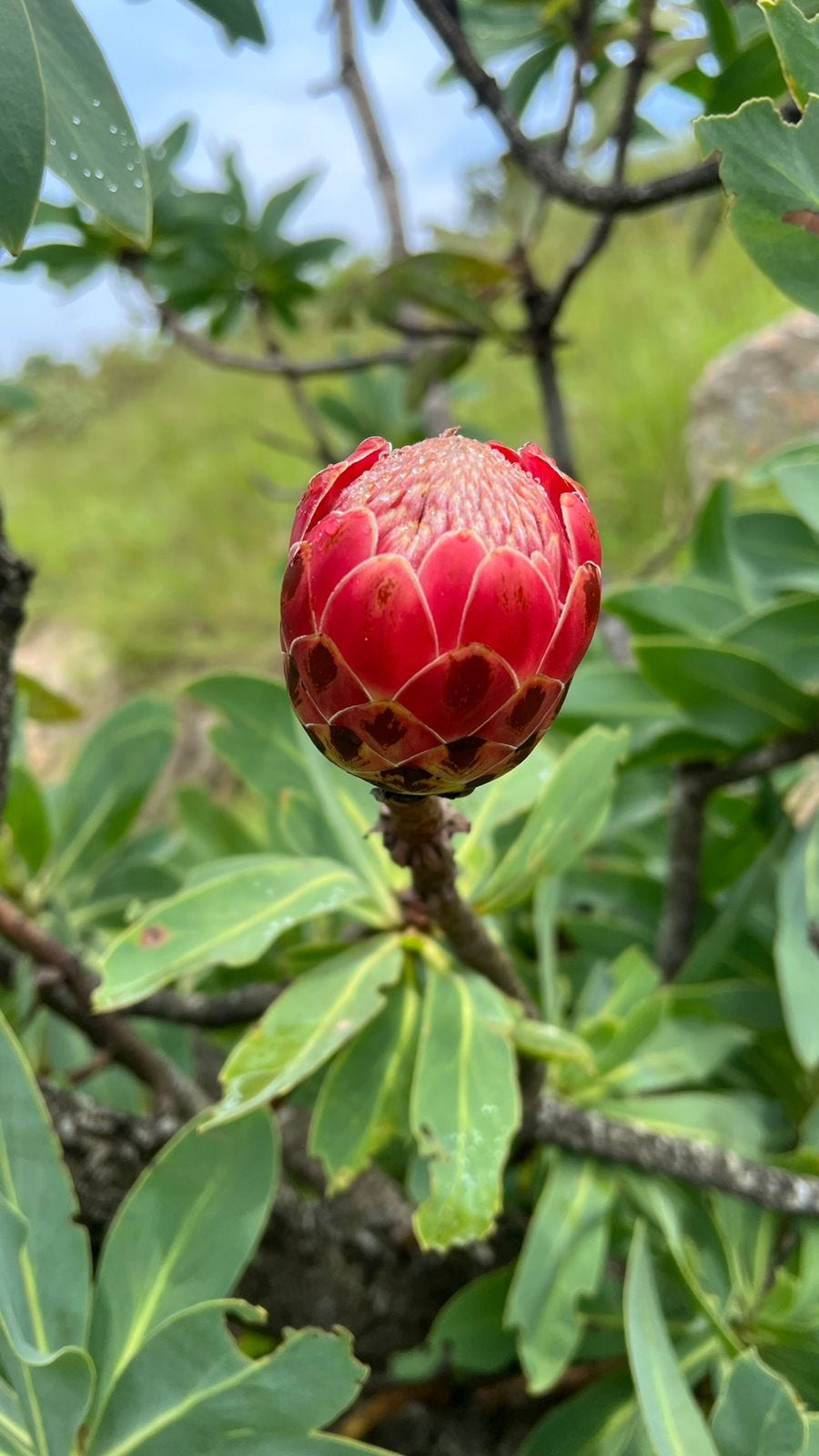 A close up of a large pink wild protea with closed leaves, spotted with dew drops and surrounded by leaves