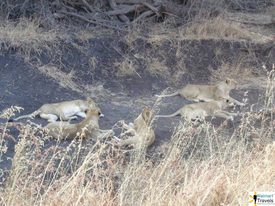 Devalia Safari Park