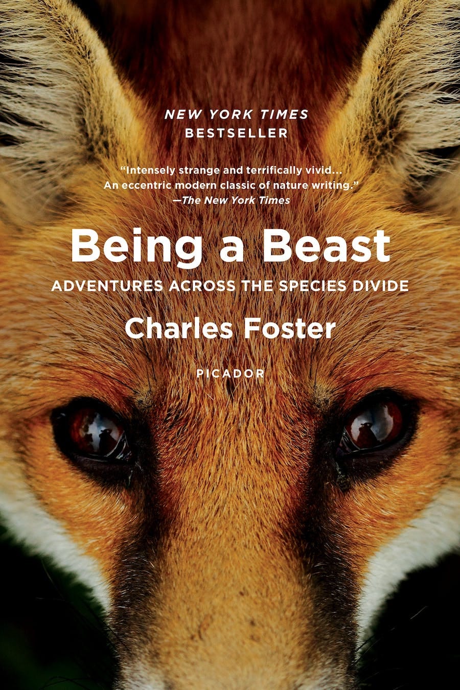 Book cover for ‘Being a Beast’ by Charles Foster. Cover features a closeup of a red fox with beautiful brown eyes.