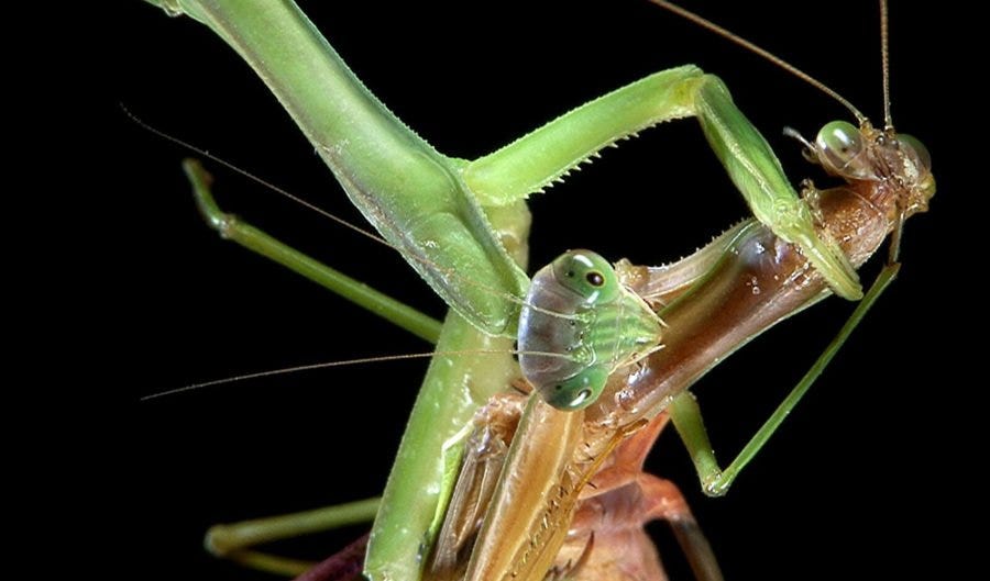 photo of female mantis devouring male mantis after mating