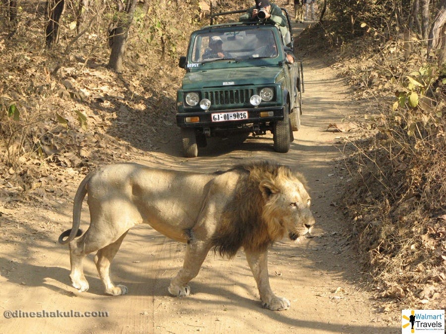 Gir National Park Area