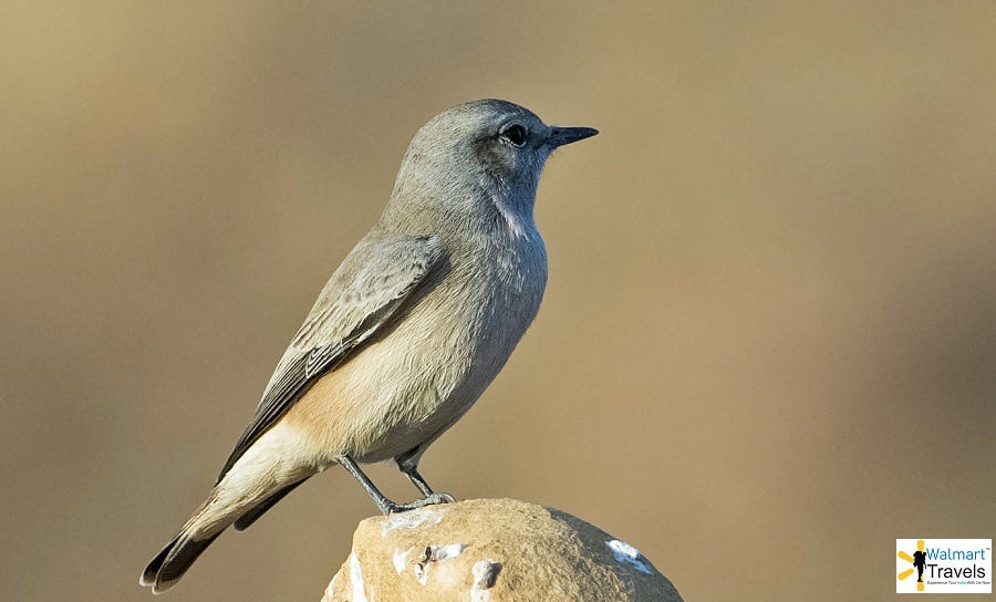 Fauna Of Desert National Park Jaisalmerv