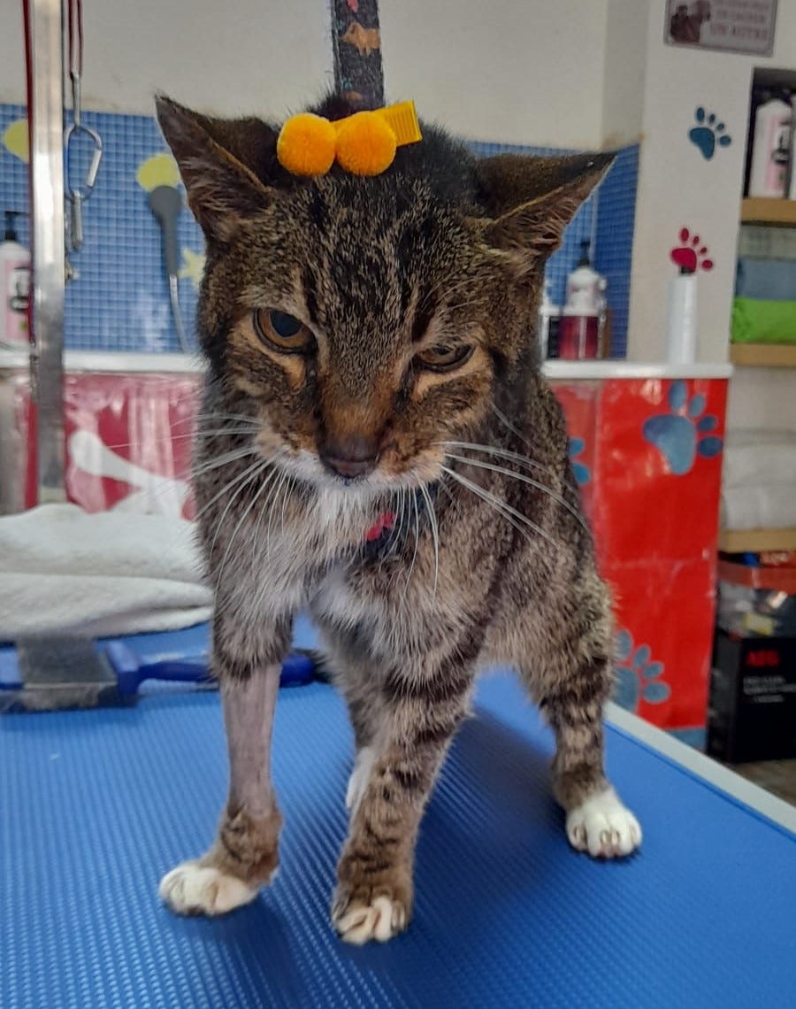 A tabby cat with white paws looking grumpy but fresh after a bath at the groomer