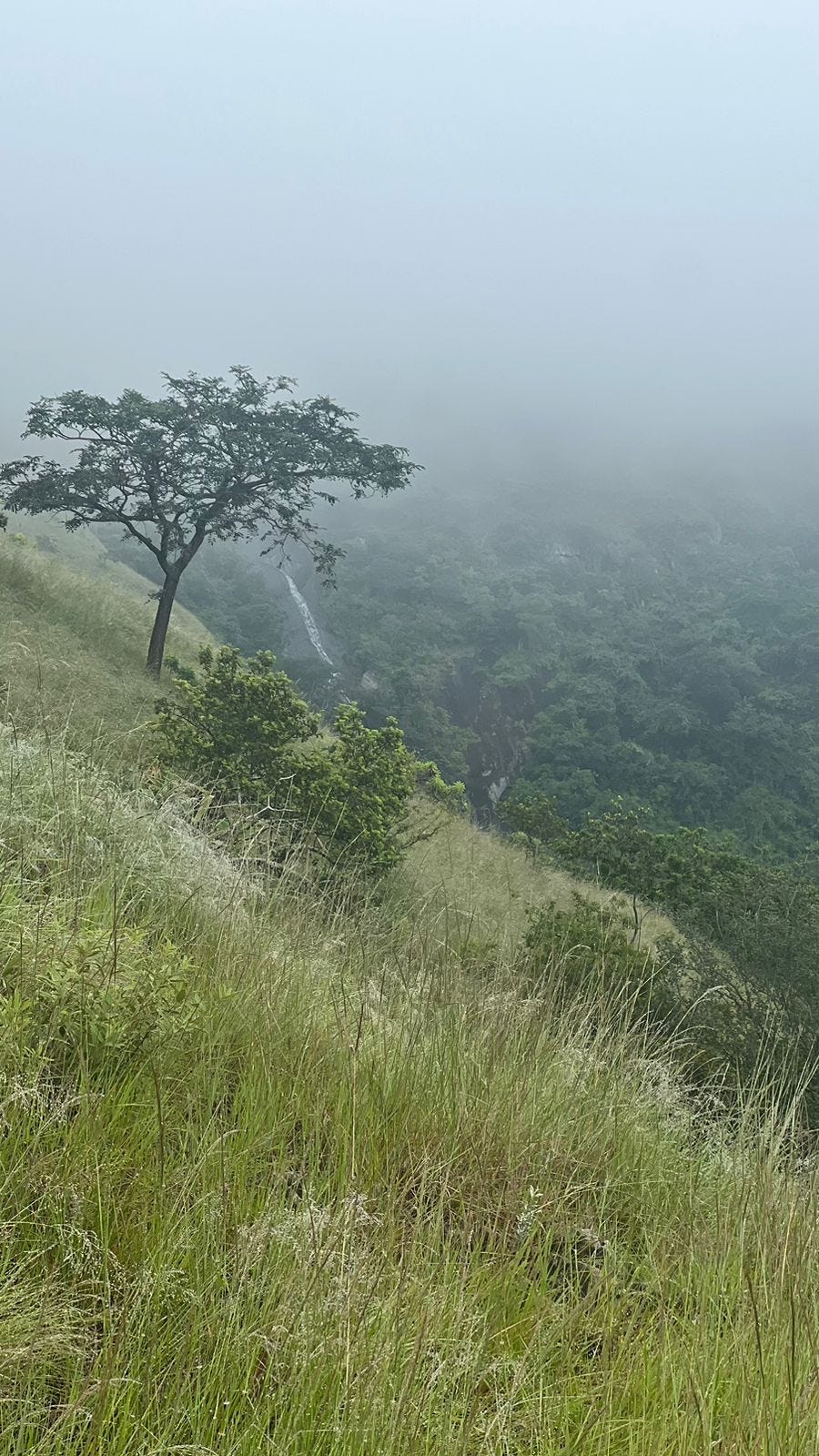 A misty morning on a hillside with lush green trees and grassland