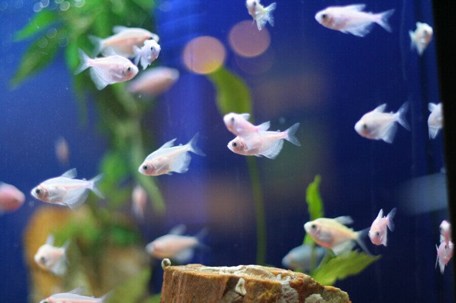 A small school of freshwater tetras