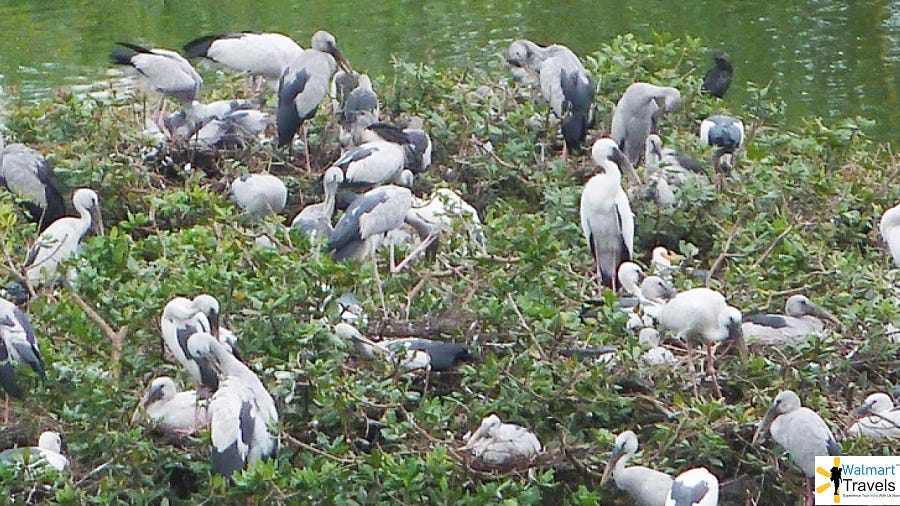 Birds In Gir National Park