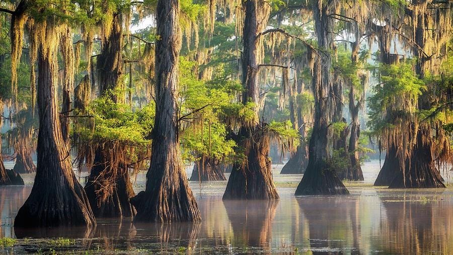 body of water with cypress trees and Spanish moss in it