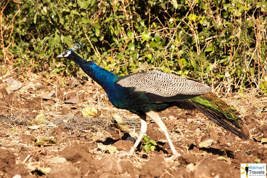 Gir National Park