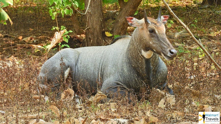 History Of Gir National Park