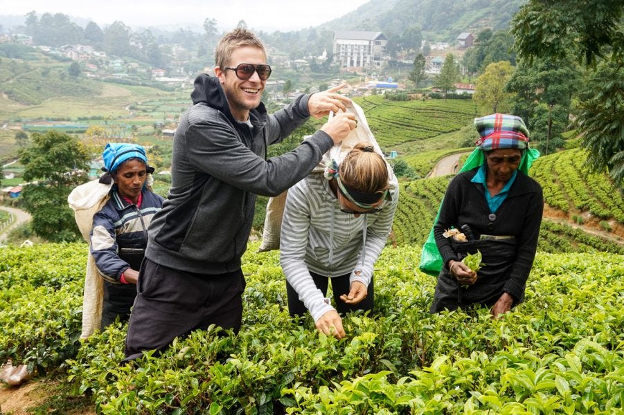 Tea Plantations 