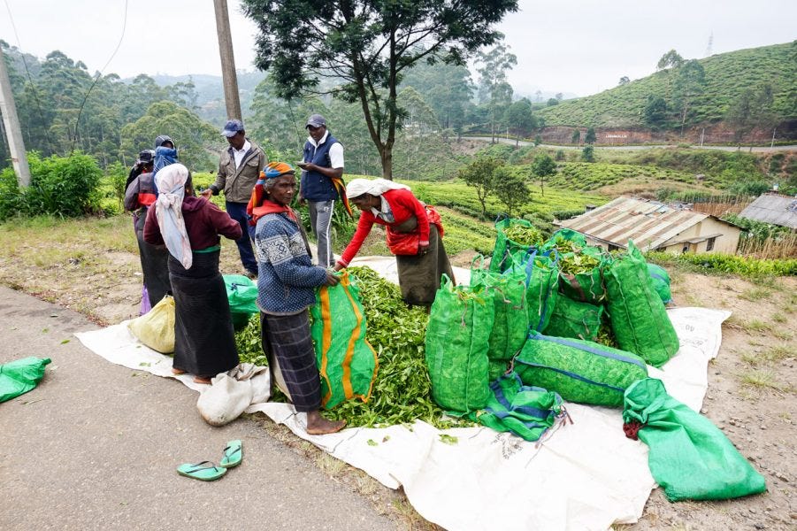 Tea Plantations 