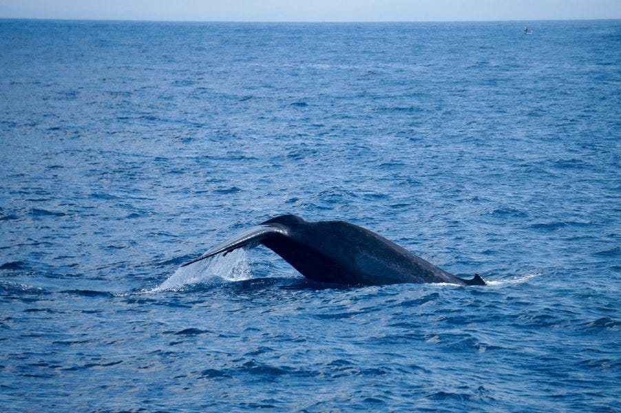 Whale Watching in Mirissa