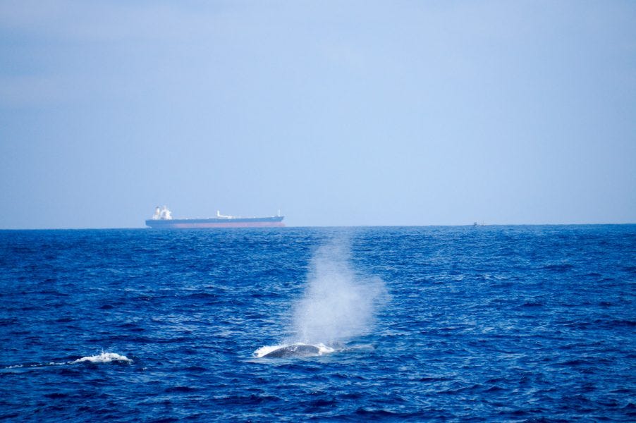 Whale Watching Mirissa