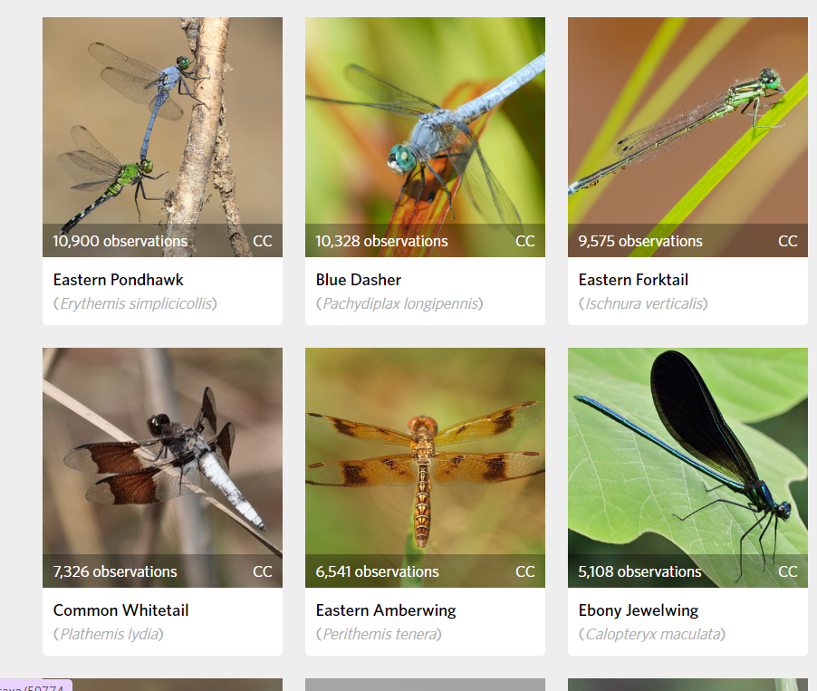 six different species of dragonflies found in Ohio