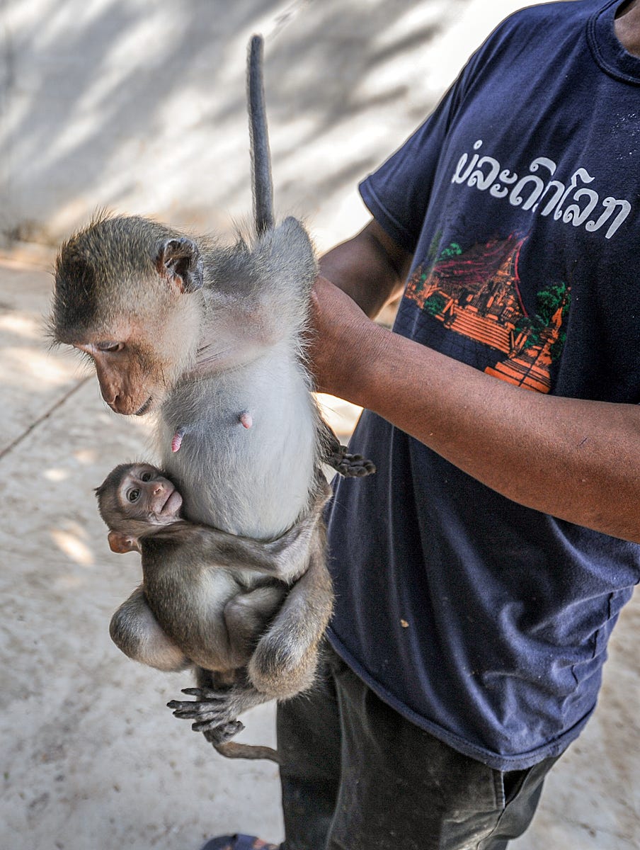 A farmer showing his product at a macaque breeding facility. The long-tailed macaque is the most heavily traded monkey used for research worldwide, with the number of individuals being traded globally continuing to rise since the COVID19 pandemic. Lao People’s Democratic Republic, 2011. Jo-Anne McArthur / We Animals Media.