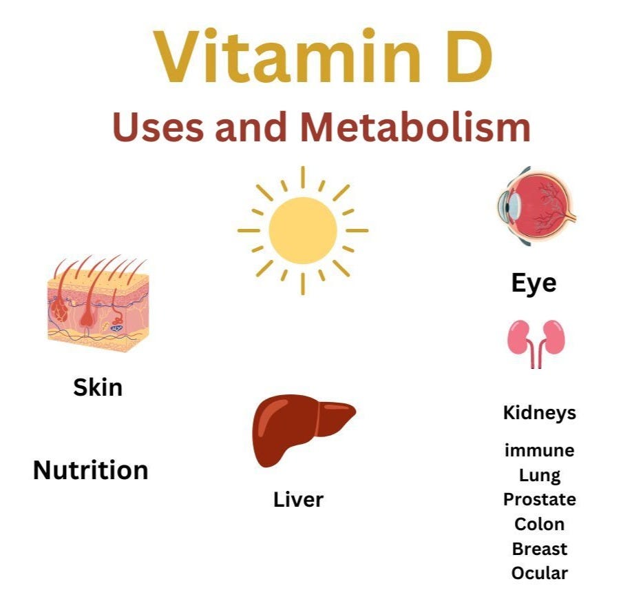 cross-section skin, sun, liver, eyeball, kidneys demonstrate pathway of vitamin D