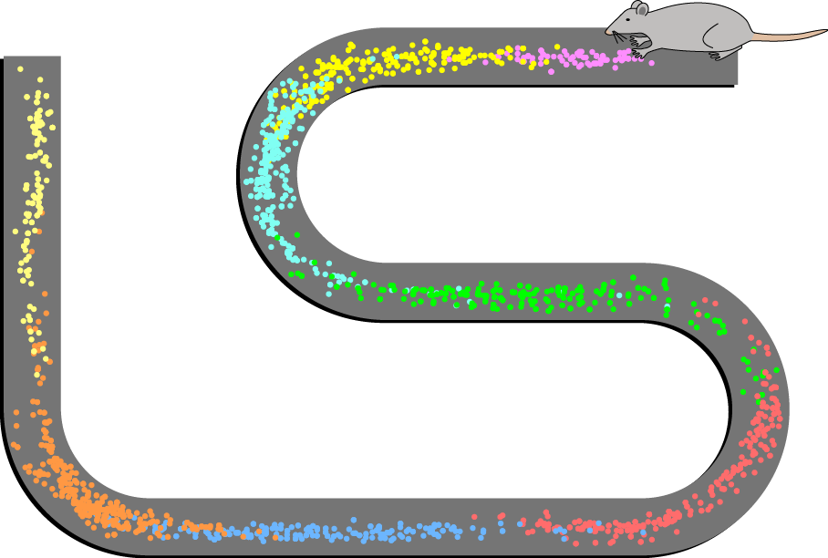A diagram of a rat in a maze, with different colored dots showing when place cells in the rat’s brain signify a space as a new place. Each section of the maze has a different color of dots, signifying eight different defined places through the maze.
