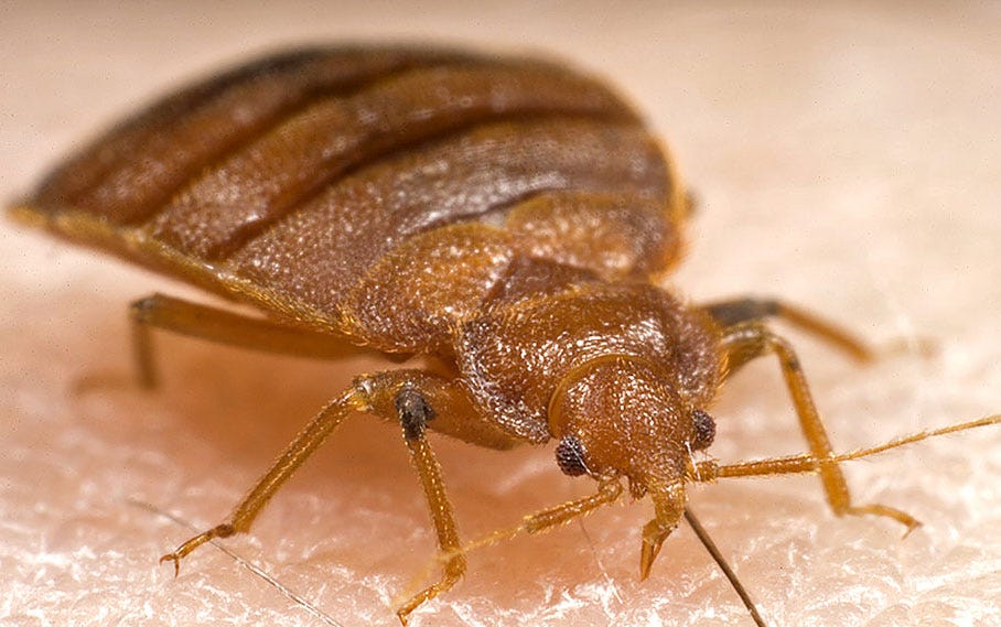 bed bug front view